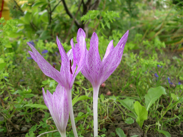 colchicum_agrippinum.jpg