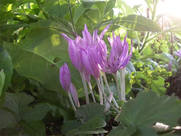 colchicum_agrippinum.jpg