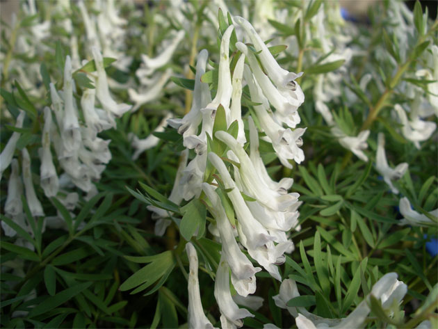 corydalis_angustifolia1.jpg