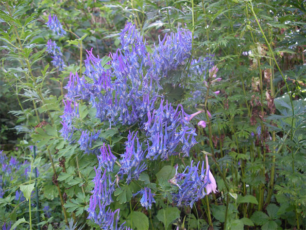 corydalis-elata.jpg