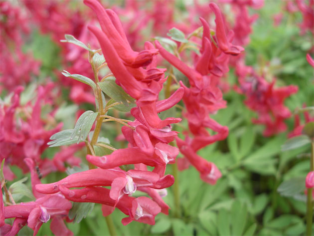 corydalis_solida_george_bak.jpg