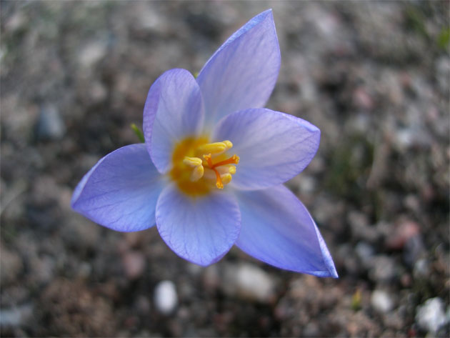 25-mars-crocus-abantensis.jpg