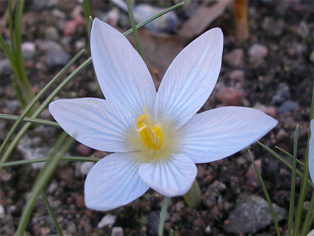 25-mars-crocus-baytopiorum.jpg