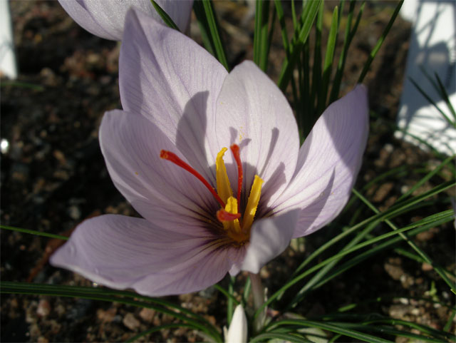 crocus_cartwrightianus.jpg