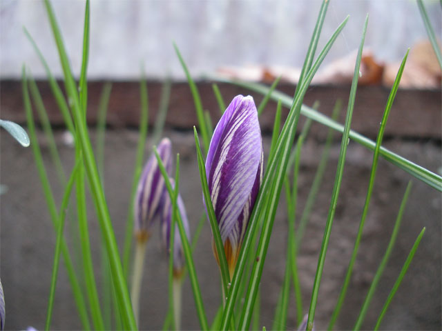 crocus laevigatus fontenayi