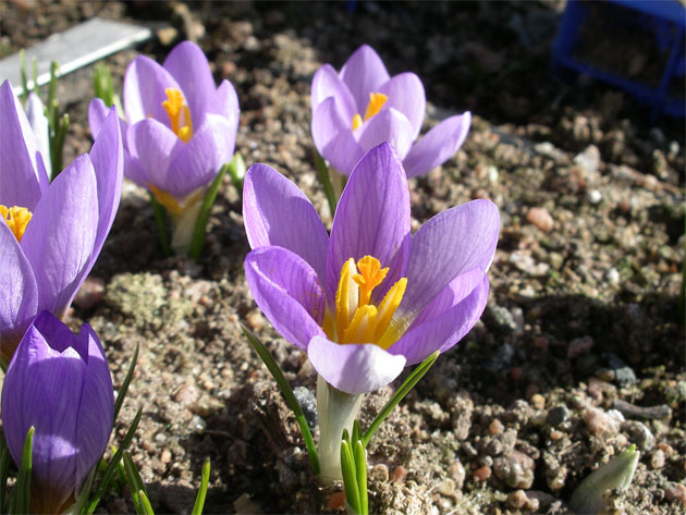 25-mars-Crocus-rujanensis.jpg