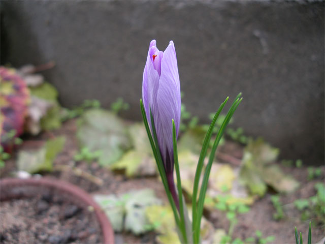 crocus_sativus2.jpg