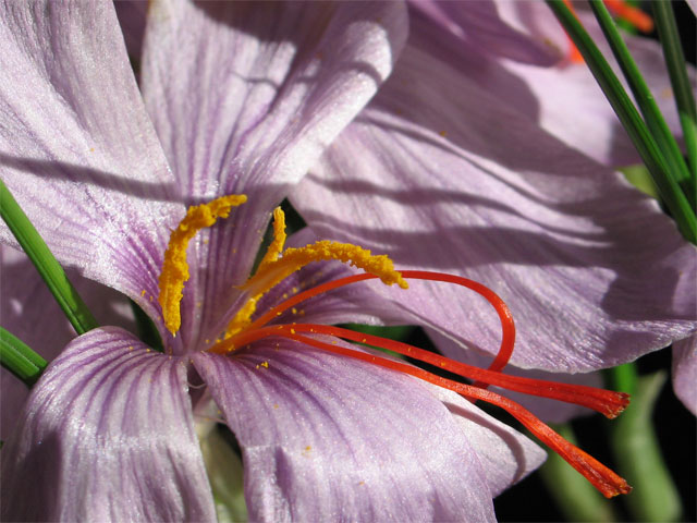 crocus_sativus_0711.jpg