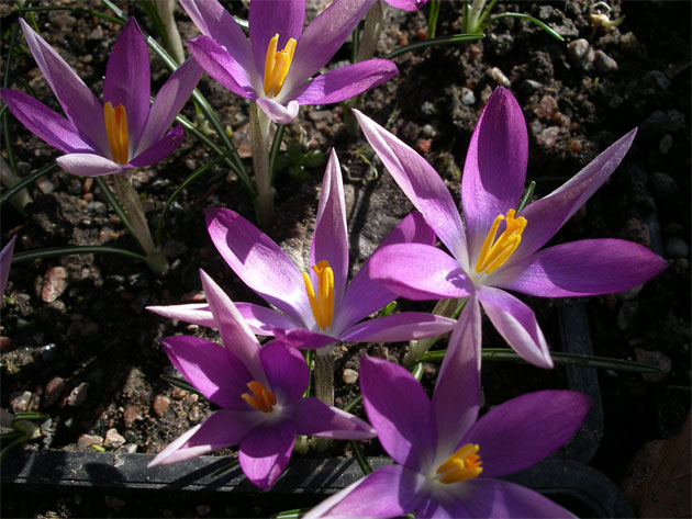 25-mars-Crocus-tomm-roseus.jpg