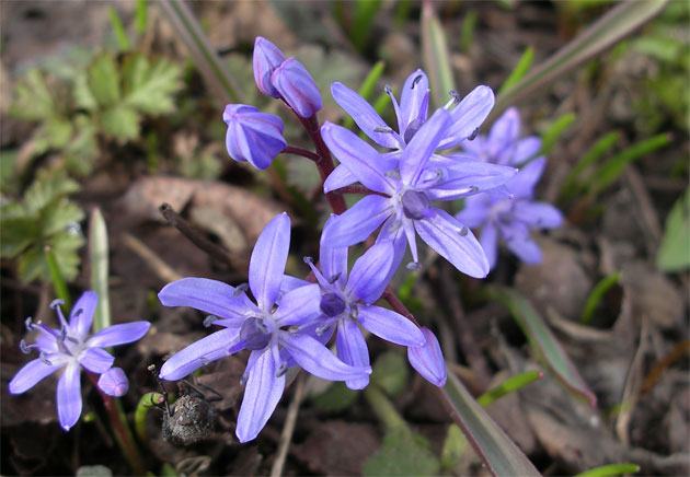 scilla_bifolia.jpg