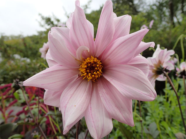 Piondahlia