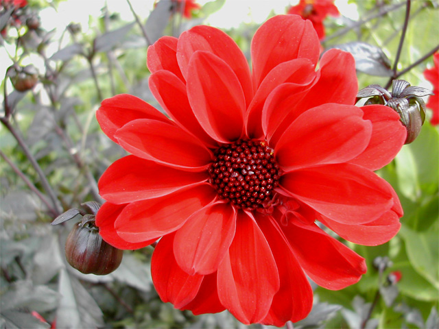 Piondahlia