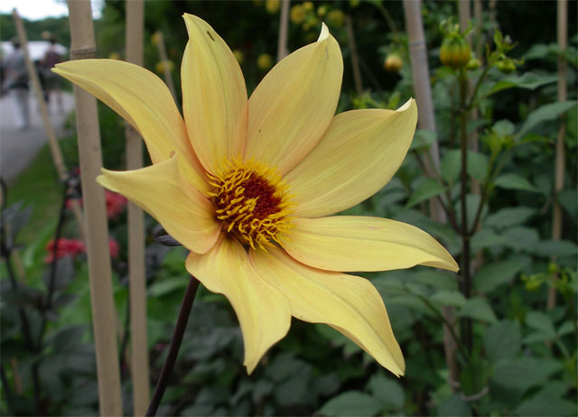 Piondahlia