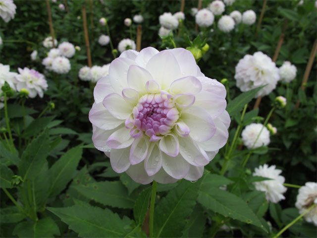 Dekorativdahlia