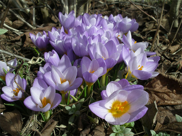 Grekisk krokus