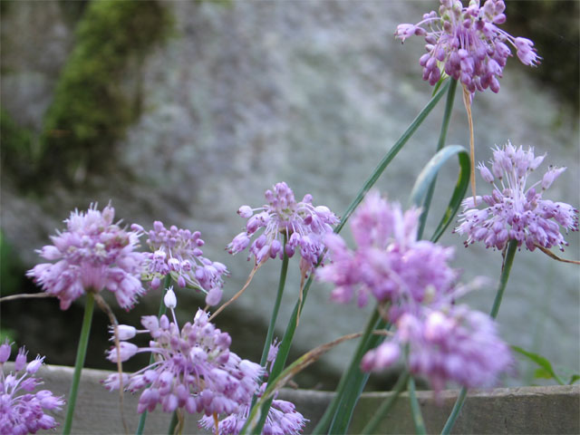 allium_olympicum.jpg