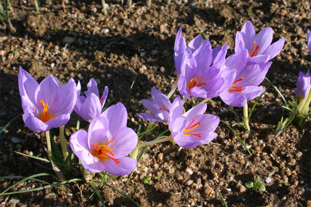 Crocuslongiflorus.jpg
