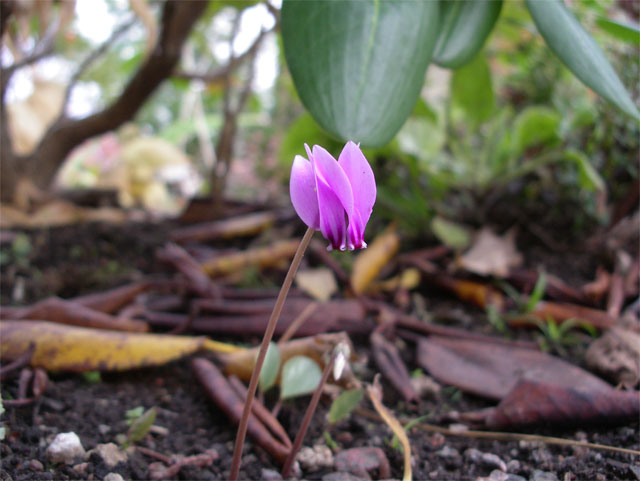 cyclamen_hederifolium_silve.jpg