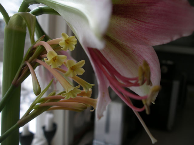 Cyrtanthus ochroleucus