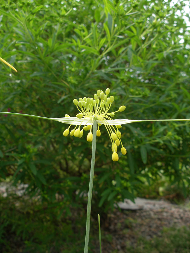 allium_flavum3.jpg