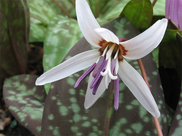 Erythronium-d-c-'Snow-flake.jpg