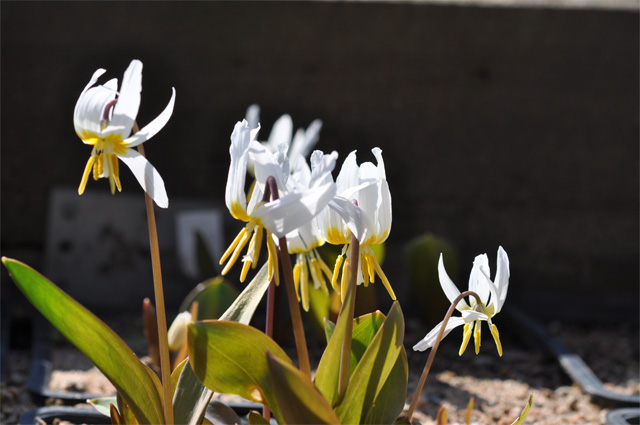 Sibirisk hundtandslilja