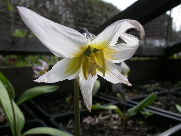 16-april-Erythronium-sibiri.jpg