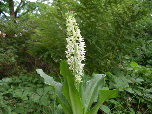 eucomis_autumnalis1.jpg