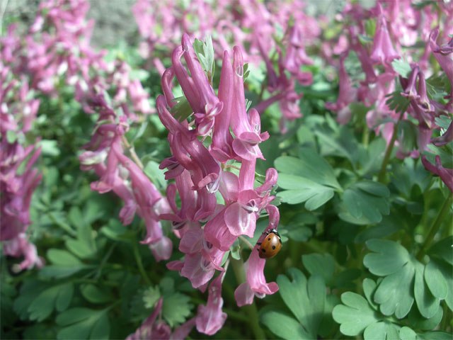 corydalis_bethevans.jpg