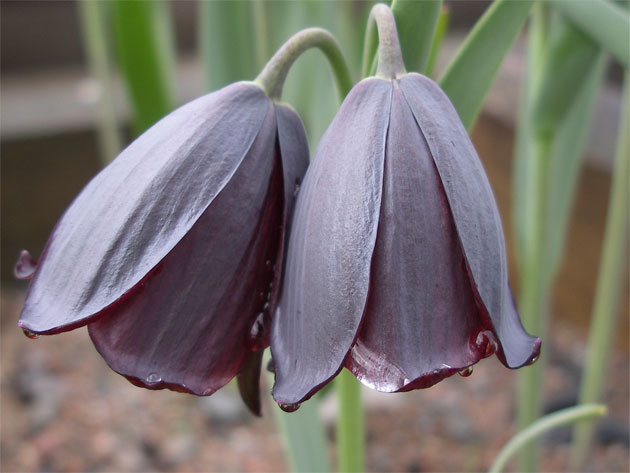 fritillaria_caucasica.jpg