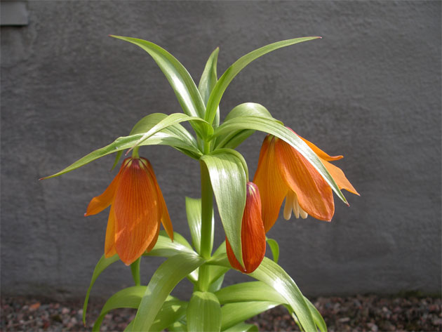 16-april-Fritillaria-eduard.jpg