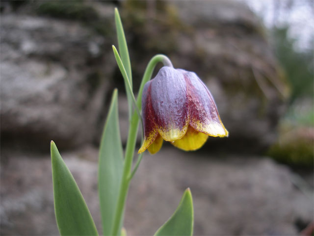 Gulkantad klocklilja