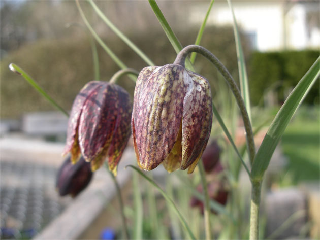 fritillaria_montana.jpg