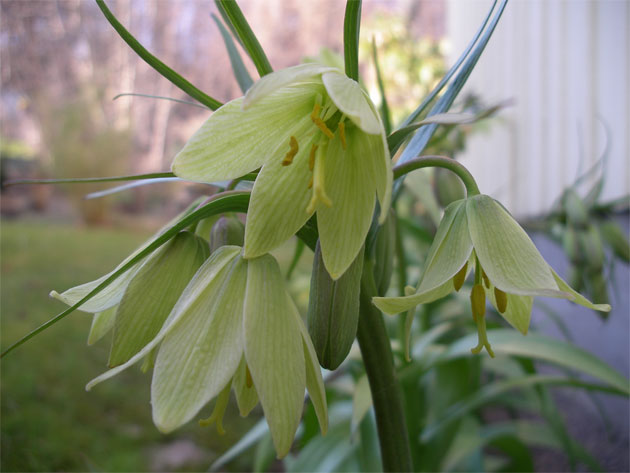 fritillaria_raddeana.jpg