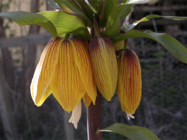 fritillaria_imperialis_stri.jpg