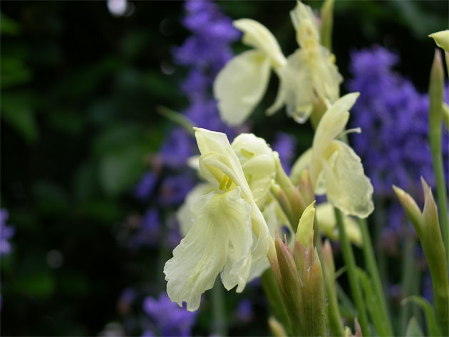 roscoea_cautleoides.jpg