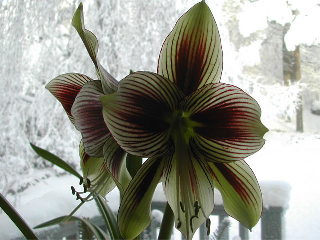 fj&auml;rilsamaryllis