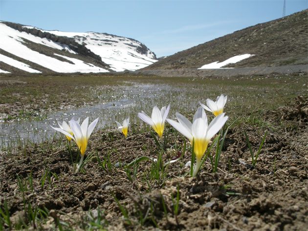 Crocus_i_Turkiet.jpg