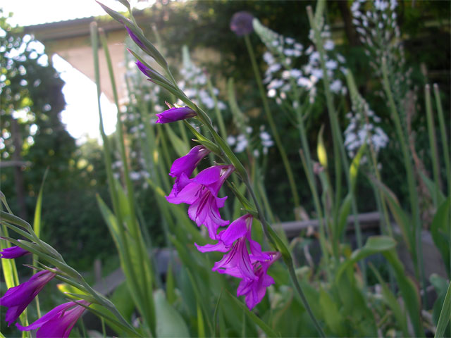 gladiolus_imbricatus7.jpg