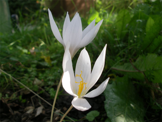 crocus_spec_albus.jpg