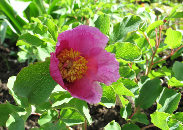 paeonia-daurica.jpg