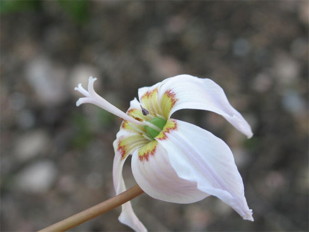 Erythronium-'White-Beauty'0.jpg