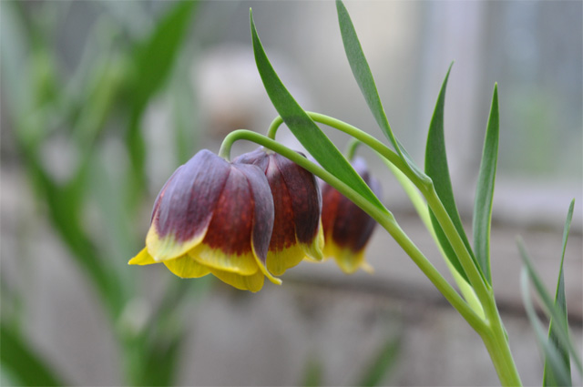 Guldkantad klocklilja