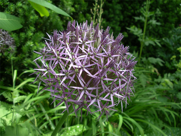 allium-christophii.jpg