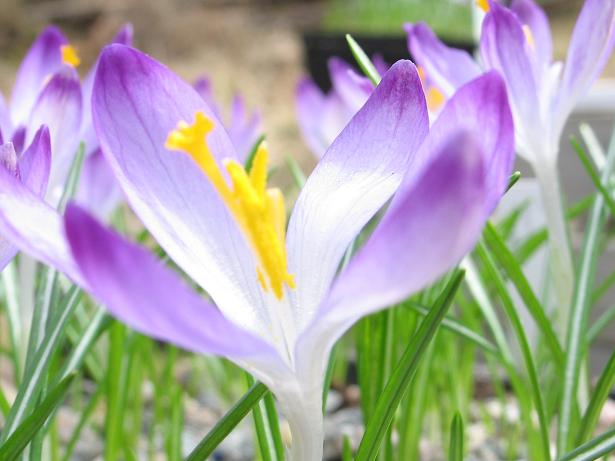 Crocus_tomm_Pictus_blogg.JPG