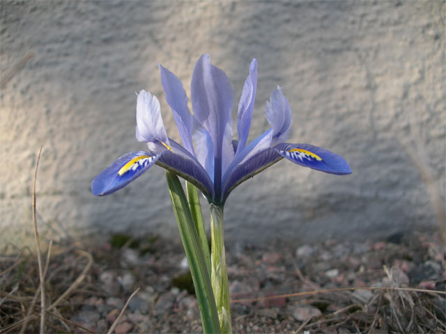 Våriris