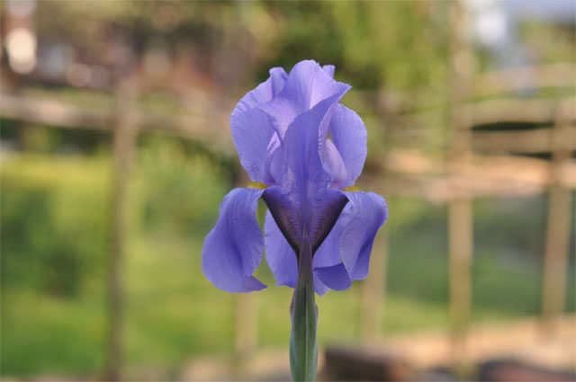 Sideniris