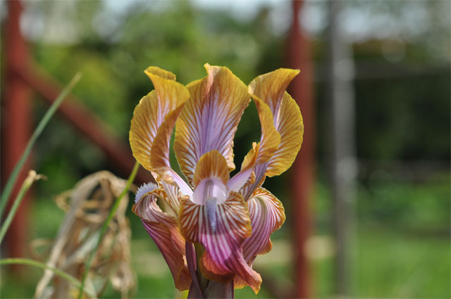 Pamiriris