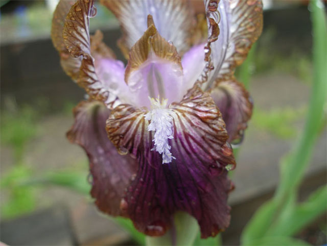 Pamiriris