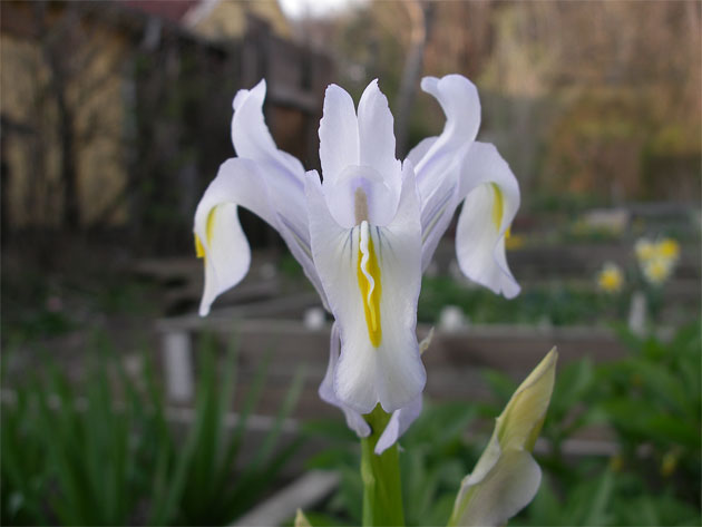 iris_magnifica_agalik1.jpg